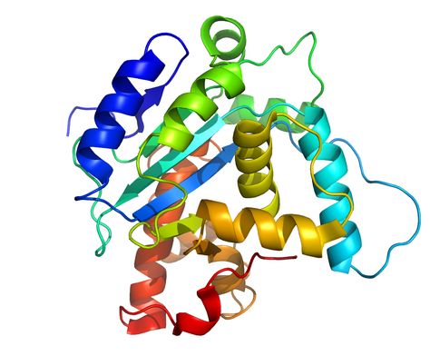 The native structure of the protein has been searched by using Bacterial Foraging Optimization Algorithm where structures are evaluated by CHARMM energy function. Essential Tremors, Medicinal Chemistry, Mammary Gland, Gene Expression, Structure And Function, Chemical Reactions, Amino Acids, Science, Drawings