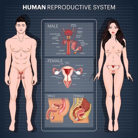 Human Reproductive System, Female Illustration Art, Female Reproductive System Anatomy, Human Anatomy Female, Cool Card Tricks, Diagram Illustration, Basic Anatomy And Physiology, Human Body Art, Biology Facts