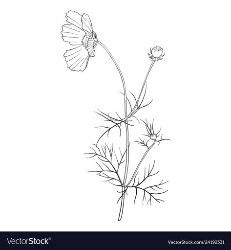 Cosmos Flowers Drawing, Jordin Sparks, Cosmos Flowers, Vector Drawing, Floral Background, Botanical Illustration, Flower Drawing, Image Types, Free Vector Images