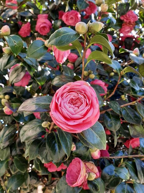 The bloom of the Japanese Camellia tree in Galicia, Espana 2022 "The Pink Bloom" ~EbonyBuds Think it, Feel it, Express it {Heart & Brain} Camellia Tree, Japanese Camellia, Camellia Plant, Backyard Trees, Heart Brain, Garden Pond, Beautiful Bouquet Of Flowers, Flowering Trees, Beautiful Bouquet