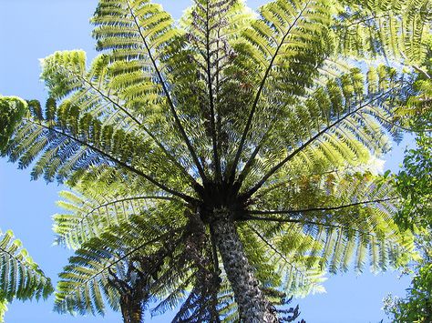 NZ Native Punga (or Ponga) tree fern. | Flickr - Photo Sharing! Punga Tree, Tree Reference, Fern Tree, Monday Pictures, Amazing Trees, Tree Fern, New Zealand South Island, Tree Spirit, Giant Tree