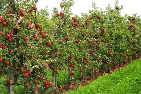 Cherry Fruit Tree, Fruit Trees Backyard, Fruit Tree Garden, Fruit Growing, Orchard Garden, Fruit Bushes, Growing Fruit Trees, Apple Trees, Peach Trees