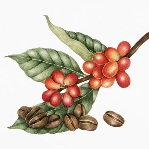 Drawing of coffee plant and coffee beans Coffee Brewing Methods, Mocha Coffee, Coffee Farm, Plant Vector, Coffee Illustration, Hand Images, Coffee Plant, About Coffee, Coffee Tasting