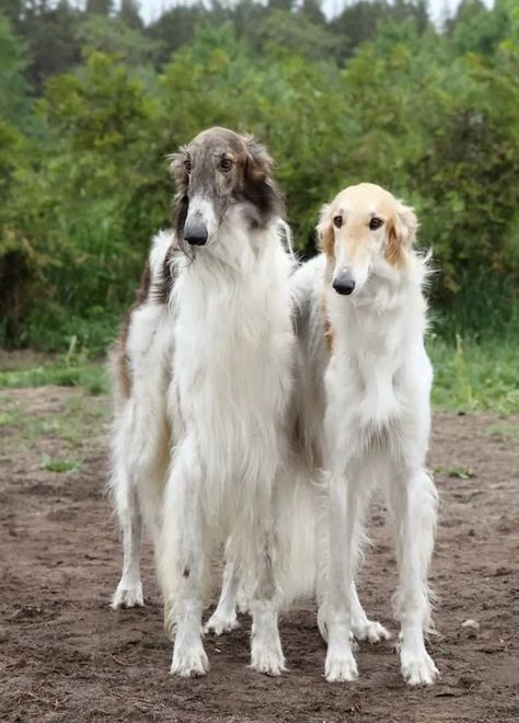 Borzoi Puppy, Big Fluffy Dogs, Russian Wolfhound, Dogs Big, Cute Fluffy Dogs, Borzoi Dog, Rare Dog Breeds, Very Cute Puppies, Long Nose