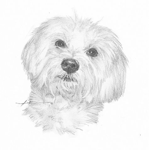 Coton De Tulear Drawing, Coton De Tulear Dogs, Coton De Tulear, Pets Drawing, Maltese Cross, Drawing Images, Dog Drawing, Stained Glass Patterns, Maltese