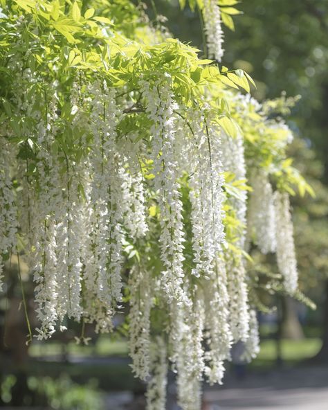 Japanese wisteria (Wisteria floribunda) White Blossom Tree, Japanese Wisteria, Wisteria Pergola, White Flowering Trees, Wisteria Plant, Wisteria Flowers, Japanese Cherry Tree, Wisteria Tree, White Wisteria