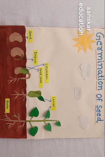 Class 1 Science Projects, Seed Germination Activity, Tlm For Preschool, Tlm For Science, Germination Of Seeds For Kids Project, Science Tlm Ideas, Germination Of Seeds Project, Germination Of Seeds For Kids, Seed Germination Project