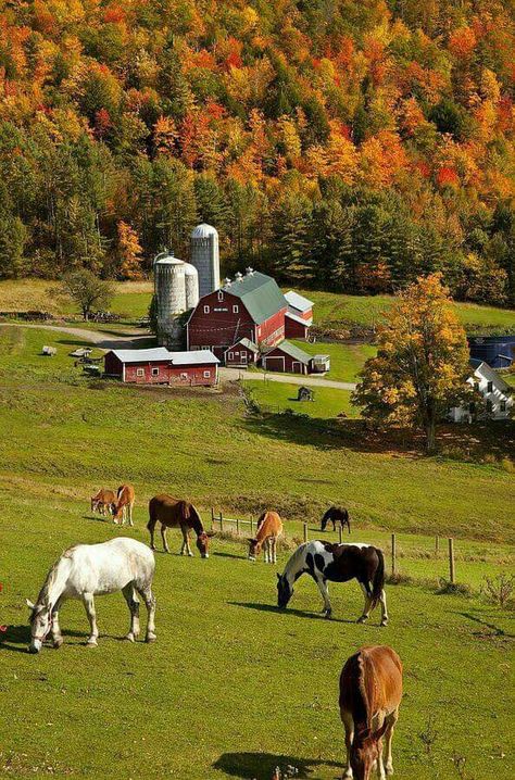 Un paisaje precioso Horses Grazing, Autumn Art Print, Country Barns, Future Farms, Autumn Foliage, Country Scenes, Ranch Life, Farms Living, Autumn Scenery