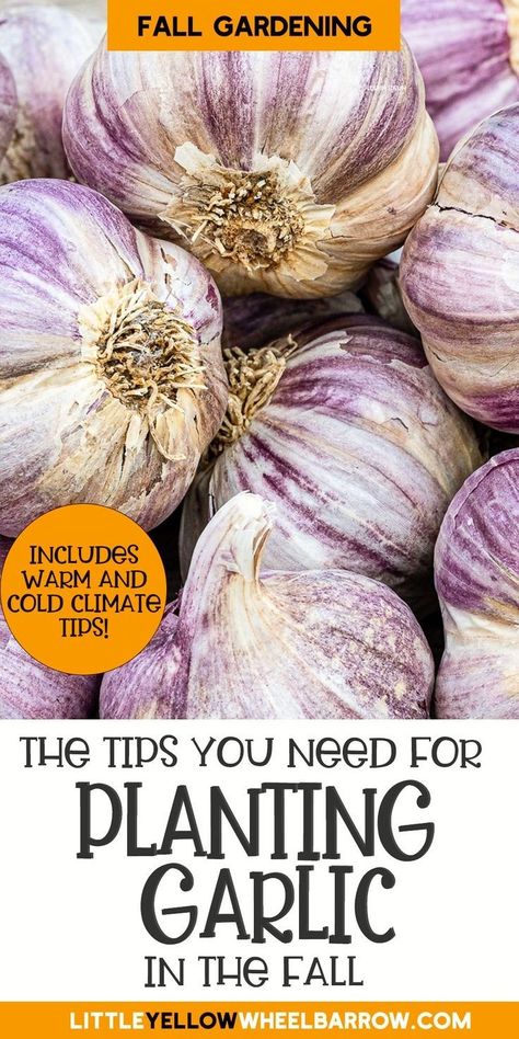 Seasonal Planting Guide, Planting Garlic In Fall, When To Plant Garlic, Grow Garlic Indoors, Garlic Garden, Plant Garlic, Plants That Repel Bugs, Harvesting Garlic, Planting Garlic