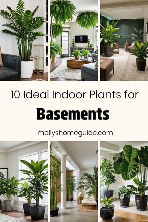 Discover the best indoor plants for basements, low-light areas, or windowless spaces to bring vitality and freshness into your home. Whether you're looking for the best plants for basement locations or houseplants that thrive in dark rooms, there are various options to choose from. Consider low-light houseplants like the parlor palm that can add a touch of greenery to even the darkest corners. Elevate your space with indoor plants perfect for bathrooms with no windows or any subterranean setting Good Low Light Indoor Plants, Plants For Dim Rooms, Plants That Like Dark Rooms, Indoor Plants For Dark Rooms, Best Plants For Basement, Plants For Rooms With No Windows, Indoor Plants No Light, Places To Put Plants Indoors, Corner Plant Ideas Living Rooms