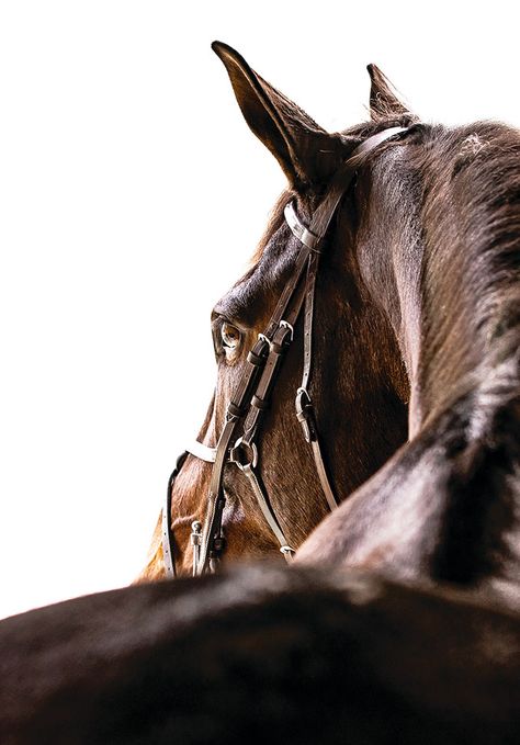 ES Equine Photography: Capturing Memories for a Lifetime - The Plaid Horse Magazine Equestrian Photoshoot, Horse Photography Poses, Horse Hay, Horse Magazine, Equestrian Aesthetic, Equine Portraits, Horse Photo, Horse Posters, Drawing Course