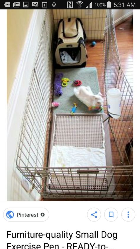 Crate Set Up For Puppy, New Puppy Set Up Home, Puppy Set Up Ideas Dog Crates, Dog Spaces In House Living Room, Puppy Crate Ideas, Puppy Set Up, Dog Set Up, Dog Set Up In Apartment, Puppy Set Up Ideas