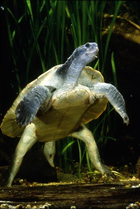 Mary River Turtle (adult) River Turtle, Freshwater Turtles, Water Turtle, Turtle Time, Underwater Sea, Turtle Love, Baby Turtles, Charles Darwin, Reptiles And Amphibians