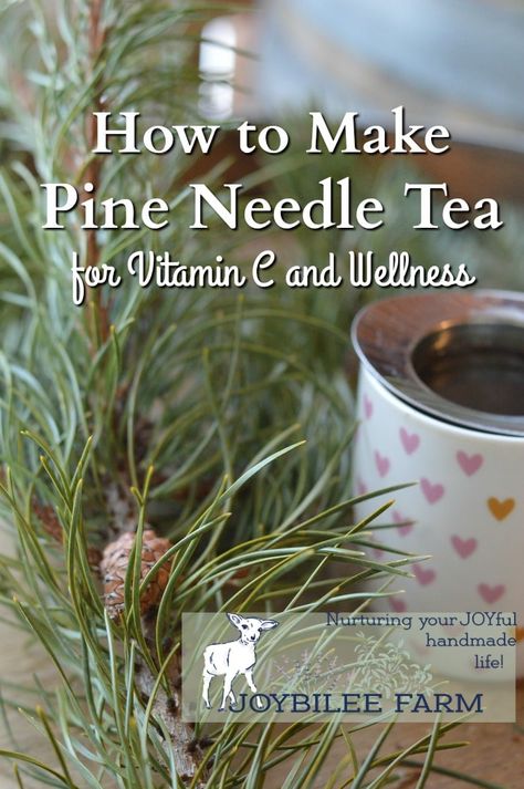 How to Make Pine Needle Tea for Vitamin C and Wellness Pine Needle Tea, Tea Blends Recipes, Tonic Drink, Wild Food Foraging, Foraging Recipes, Foraged Food, Herbal Teas Recipes, Herbal Recipes, C Vitamin