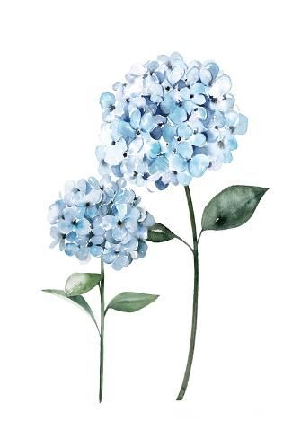 size: 18x12in Art Print: Two Hydrangeas by Enya Todd : Hydrangea Picture, Hydrangeas Art, Hydrangea Painting, Hydrangea Print, Dorm Art, Blue Plants, Art Print Display, Botanical Watercolor, Artwork Display