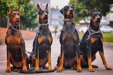 Dobber Man, Banned Dog Breeds, Red Doberman Pinscher, English Dogs, Tattoos For Dog Lovers, Doberman Pinscher Dog, Scary Dogs, Dangerous Dogs, Group Of Dogs