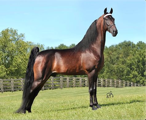 “Jeronimo” ~ Dark Bay (Spencer Benedict Stables) Tennessee Walker Horse, Tennessee Walker, Tennessee Walking Horse, Walking Horse, Breyer Horses, Walkers, Beautiful Horses, Stables, Tennessee