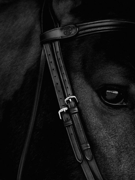 Equestrian Aesthetic, Horse Treats, Horse Aesthetic, Equestrian Sports, Art Gallery Wallpaper, Black Horse, Horse Photos, Horse Photography, Horse Love