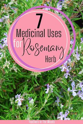 Rosemary Health Benefits, Uses For Rosemary, Medicine Garden, Rosemary Herb, Growing Rosemary, Rosemary Tea, Rosemary Plant, Herbs For Health, Natural Cough Remedies