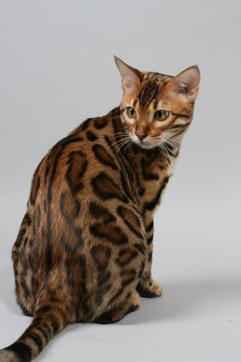 Gato Bengali, Asian Leopard Cat, Beautiful Cats Pictures, Bengal Kitten, Cat Odor, Bengal Cats, On Cloud Nine, Gorgeous Cats, Silly Cats Pictures