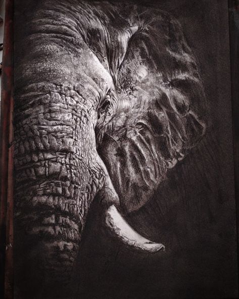 Hyper Realistic Drawings Animals, Hyper Realistic Charcoal Drawings, Elephant Sketch, Charcoal Artwork, Watercolor Paintings Of Animals, Elephant Face, Realistic Sketch, Realistic Portrait, 3d Art Drawing