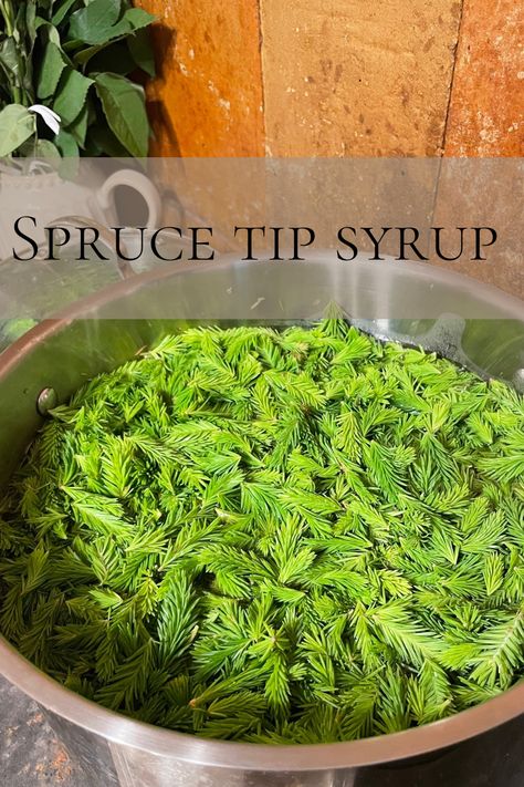 Spruce tip syrup is especially loved by our family for its unique flavor profile. However, spruce tips are also very beneficial for health. Spruce Tip Syrup, Herbalist Garden, Spruce Tips, Flavor Profiles, Pine Cone, Mocktails, Bars For Home, Peaches, Syrup