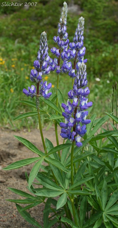 Subalpine Lupine, Broadleaf Lupine: Lupinus arcticus ssp. subalpinus (Synonym: Lupinus latifolius ssp. subalpinus) Blue Lupine, Planting Fruit Trees, Lupine Flowers, Woodland Flowers, Plant Fungus, Watercolor Flower Art, Botanical Beauty, Delphinium, Colorful Garden