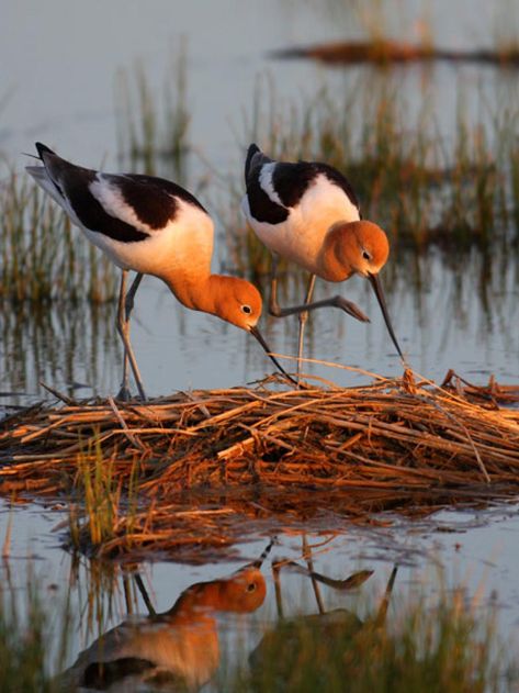 Shore Birds, Water Birds, Amazing Birds, Bird Photos, Kinds Of Birds, Shorebirds, Birds And Butterflies, Nature Birds, Two Birds