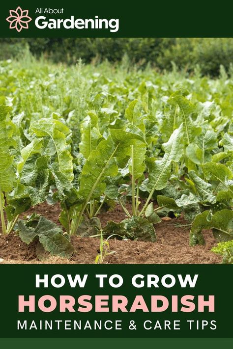 Horseradish Plant, Growing Horseradish, Yard Sheds, Veggie Patch, Growing Herbs, Veggie Garden, Planting Herbs, Growing Vegetables, Herb Garden