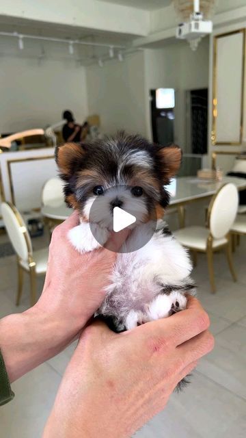 ROLLY TEACUP PUPPIES KOREA 🇰🇷 INC. on Instagram: "AARON💕 #Biewerterrier #biewerterrierpuppy" Biewer Terrier, Teacup Chihuahua Puppies, Cute Teacup Puppies, Pet Adoption Center, Maltipoo Puppy, Teacup Chihuahua, Adoption Center, Terrier Puppies, Teacup Puppies