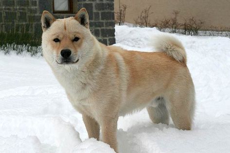 Hokkaido standing in the snow Hokkaido Dog, Service Dogs Breeds, Jindo Dog, Spitz Breeds, Dog Types, Every Dog Breed, Akc Breeds, Spitz Dogs, Disabled Dog