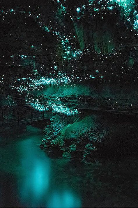 Waitomo Glowworm Caves, Glowworm Caves, Glow Worm Cave, Glow Worm, New Zealand Travel, 판타지 아트, Fantasy Landscape, Amazing Nature, Night Time