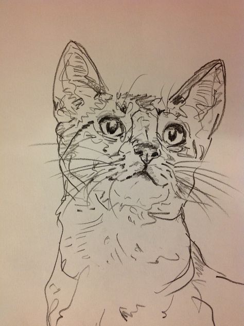 'Abyssinian Head Study' Steve Vicary Cat Drawing Carbon Pencil on Cartridge Paper Cat Drawing Portrait, Cat Drawing Sketches Realistic, Cat Head Sketch, Cats Drawing Sketches, Cat Head Drawing, Cat Sketch Drawing, Cat Drawing Sketches, Sketch Drawing Ideas, Sketches Cute