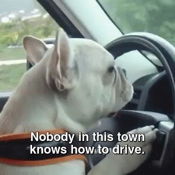 Me Every Morning GIF - Frenchbulldog Driving Nothavingit - Discover & Share GIFs Bulldog Gif, Bad Drivers, Dog Car, Funny Dog Videos, Brain Training, Dog Trainer, Dog Gifs, Dog Training Tips, Training Your Dog