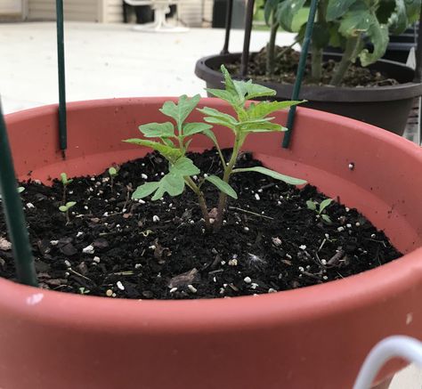 Two tomato seedlings germinated right next to each other; what should I do? Tomato Seedlings, Home Flowers, Garden Diy, Horticulture, Landscaping, Roses, Plants, Flowers, Quick Saves