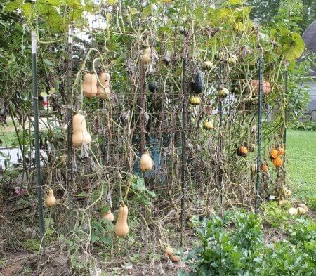 We harvested about 40 small winter squash yesterday. They were trellised using T-posts and concrete reinforcing grid. The trellis is discussed here. The advantage of trellising is space saving. These squash only took up about 60 square feet of garden space, grown in one 10 foot raised bed. The big Australian Butter Squash in the … Trellis For Squash, Butter Squash, Squash Trellis, Arbors Trellis, Large Pumpkins, Winter Squash, Raised Bed, Small Gardens, Garden Spaces