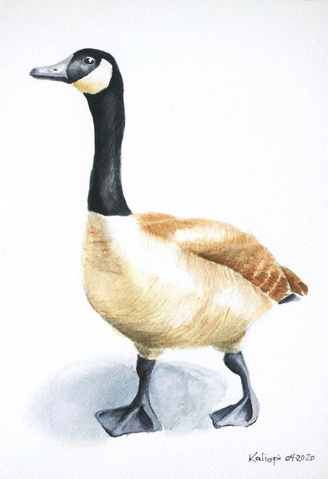 Goose Drawing, I Always Come Back, Canada Geese, Learn Watercolor Painting, Canadian Goose, Learn Watercolor, Diy Watercolor Painting, Watercolor Projects, Feather Painting