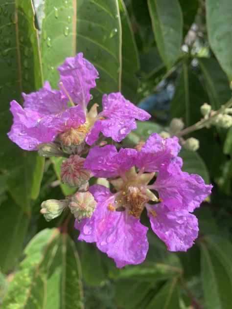 Love my Pride of India flowers Pride Of India Flowers, Pride Of India, The Pride, Trees, India, Plants, Flowers, Quick Saves