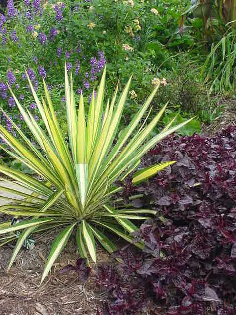 Yucca - Famous English garden designer Gertrude Jekyll used Yucca as a mainstay in her beautiful cottage style gardens for architecture. Hardy down to zone 4, these evergreen spiky wonders are a great structural plant any time of yea,r but they have a secret… when in flower, they give a spectacular show! Stalks of flowers 6 feet high are common, and last for weeks in June. Leaves can be green, red, or variegated, and all they want out of life is well drained soil and lots of sun. Yucca Filamentosa, Architectural Plants, Yucca Plant, Ornamental Grasses, Modern Landscaping, Front Garden, Winter Garden, Urban Garden, Yard Landscaping