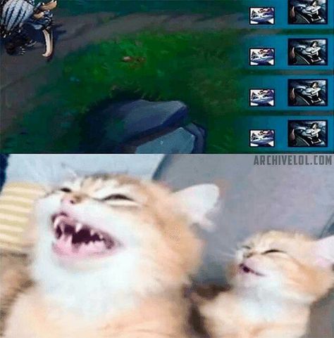 Legend Cat, Leona League Of Legends, League Of Legends Comic, Funny Gaming Memes, League Memes, Lol Champions, League Of Legends Memes, Gamer Humor, 웃긴 사진