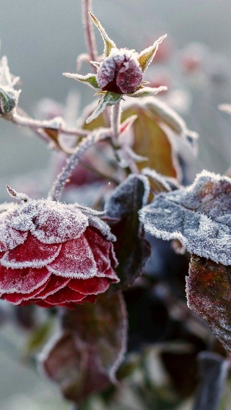 Frosty Flowers, My Planet, Cozy Garden, Outdoor Sanctuary, Bff Photoshoot Poses, Winter Nature, Growing Roses, Magical Garden, Frozen In Time