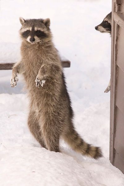 bipedal raccoons by David~O cc Rocky Raccoon, Rules Of Life, Raccoon Family, Pet Raccoon, Arte Sailor Moon, Raccoon Dog, Akhal Teke, Cute Raccoon, Raccoon Funny