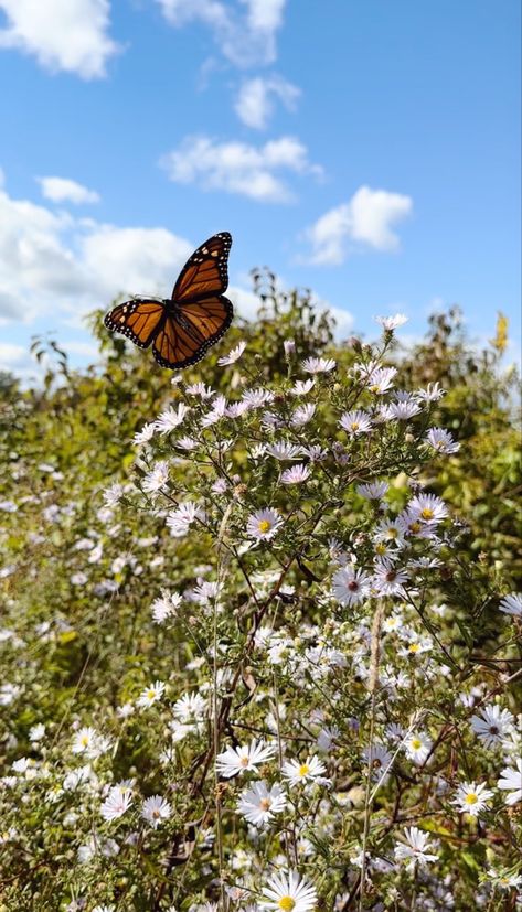 monarch butterfly in field of purple flowers Field Of Butterflies, Butterfly Meadow, Spring Butterfly, Grassy Meadow, Life In Paradise, Spring Equinox, Butterfly Photos, Meadow Flowers, Butterfly Flowers