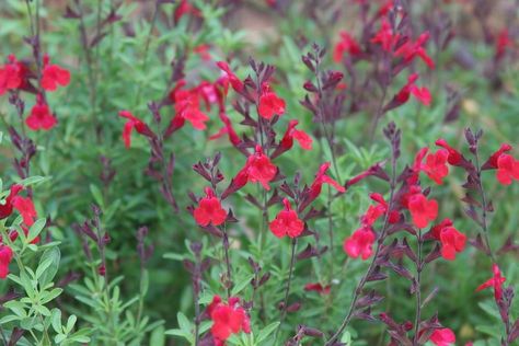 Salvia Greggii, Salvia Plants, Texas Sage, Autumn Sage, Low Water Landscaping, Water Wise Landscaping, High Country Gardens, Front Yard Plants, Hummingbird Plants