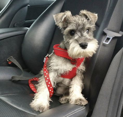 Schnauzer Grooming, Mini Schnauzer Puppies, Schnauzer Puppies, Mini Schnauzers, Miniature Schnauzer Puppies, Miniature Schnauzers, Schnauzer Puppy, Schnauzer Dogs, Mini Schnauzer