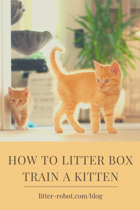 How To Litter Box Train A Kitten, How To Train A Kitten To Use Litter, How To Potty Train A Kitten, Litter Box Training Kittens, Litter Training Kittens, 6 Week Old Kitten, Training A Kitten, Box Train, Liter Box