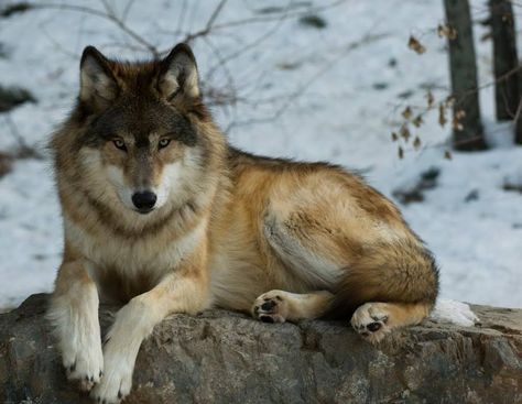 . Wolf Poses, Winter Wolf, Wolf World, Wolf Stuff, Wolf Photos, Wolf Love, Wild Wolf, Wolf Drawing, Wolf Pictures