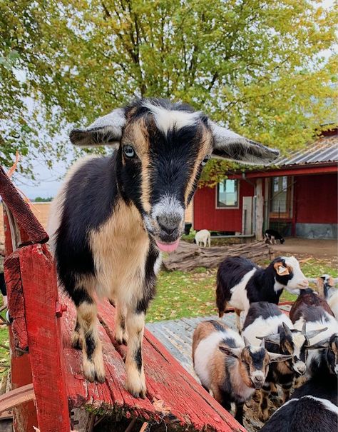 Goat Farm Aesthetic, Beautiful Farms, Farm Goats, Mini Goats, 2024 Books, Pink Skies, Goat Farm, Future Farms, Farm Lifestyle