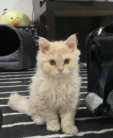 Curly Cat Aesthetic, Curly Hair Cats Kitty, Cat With Curly Hair, Curly Cats, Blond Cat, Curly Haired Cat, Curly Cat, Blonde Cat, Cute Small Animals