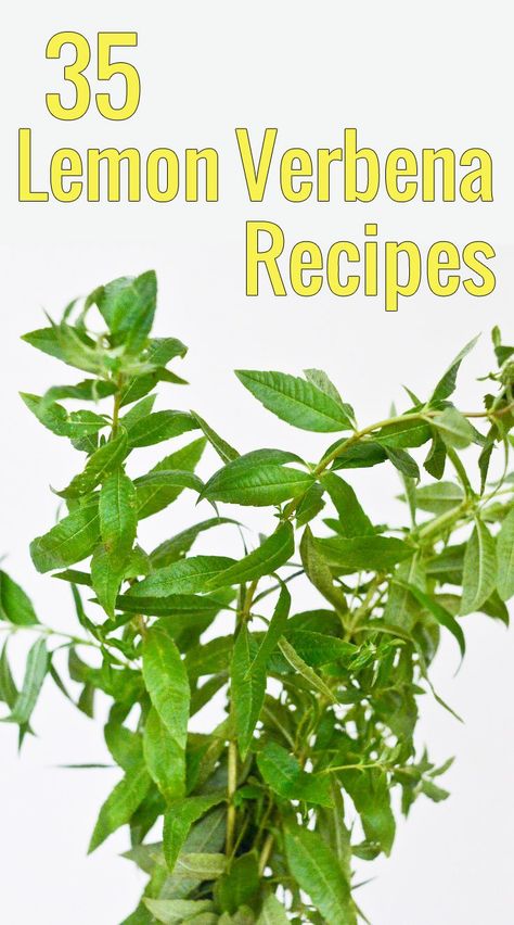 Lemon Verbena Recipes: 35 Ways to Use Lemon Verbena | Chocolate Zucchini Lemon Verbena Recipes, Lemon Verbena Plant, Body Cleanse Drink, Lemon Drink Recipes, Lemon Drink, Herb Recipes, Herbal Recipes, Chocolate Zucchini, Herbs For Health